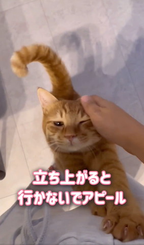 立ち上がると行かないでアピールテロップ