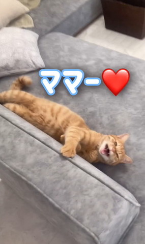 ママーテロップ