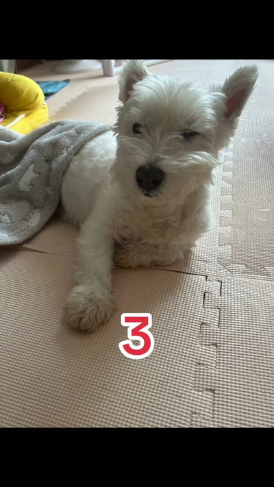 トリミング前のちーちゃん2枚目