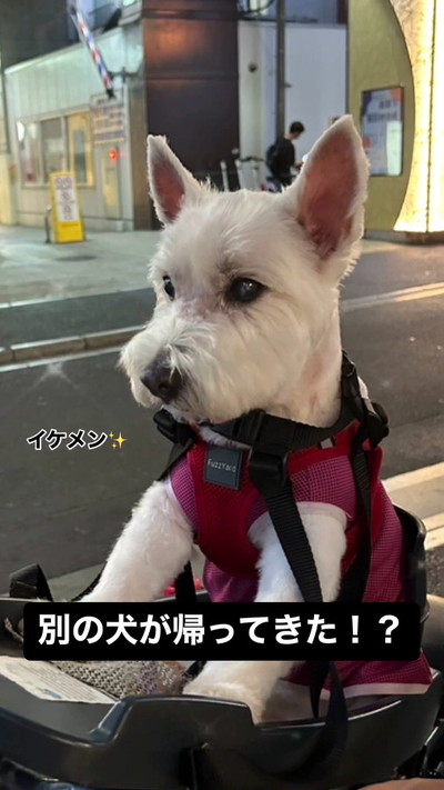 トリミング後のちーちゃん2枚目