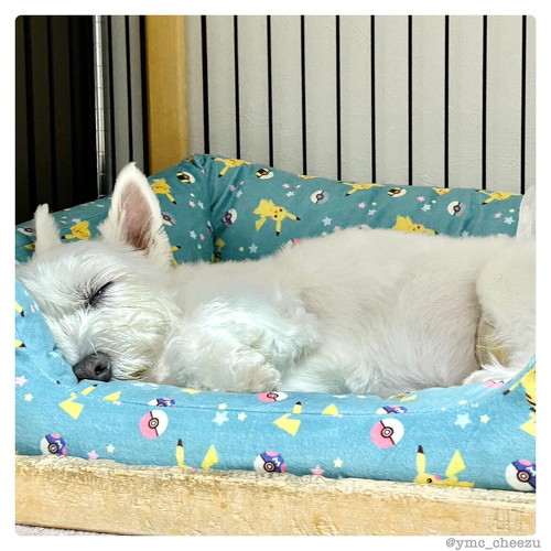 ぐっすりちーちゃん