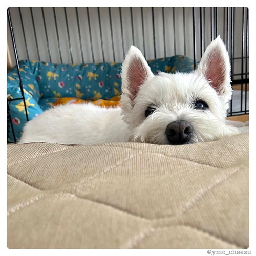 こっちを見ていたちーちゃん