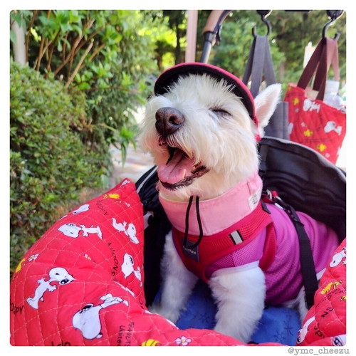 楽しそうなちーちゃん