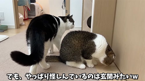 玄関を気にするうま次郎くん