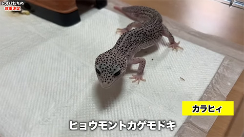 カラヒィちゃん