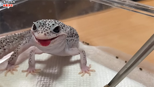 ペロペロするカラヒィちゃん