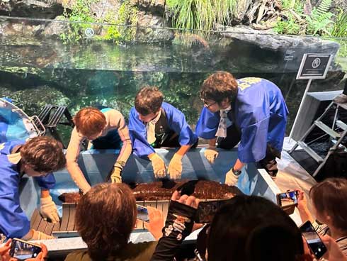 京都水族館 9月9日 オオサンショウウオの日 2023 山車 オオサン小太郎