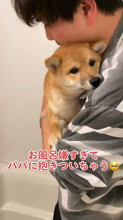 柴犬