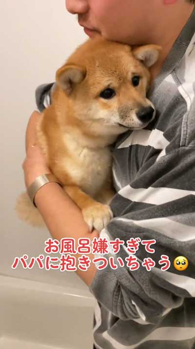 お風呂が苦手な柴犬パパに抱きつく