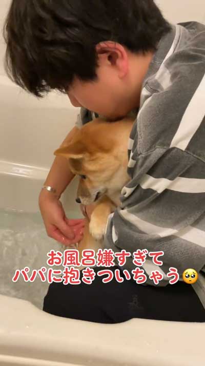 お風呂が苦手な柴犬パパに抱きつく