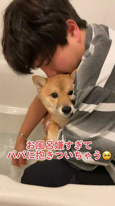 お風呂が苦手な柴犬パパに抱きつく