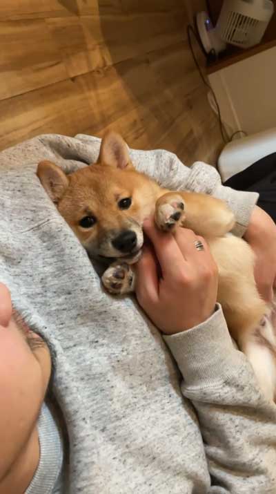 子犬時代の柴犬