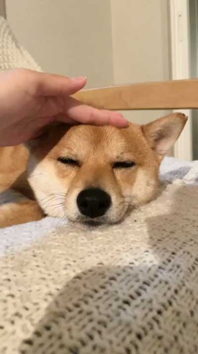 お耳ペタンな柴犬