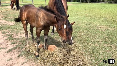 馬が好きなコーギー