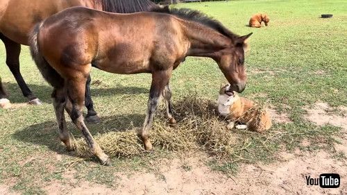 うれしそうなコーギーと馬