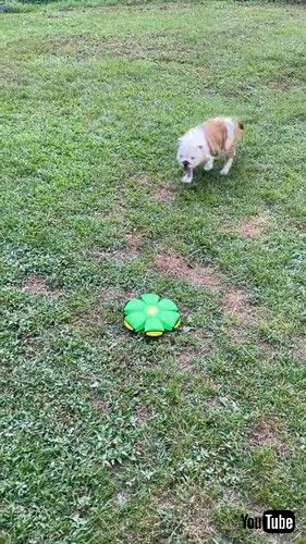 「Playful Dog Startled By Spontaneous Ball Transformation || ViralHog」