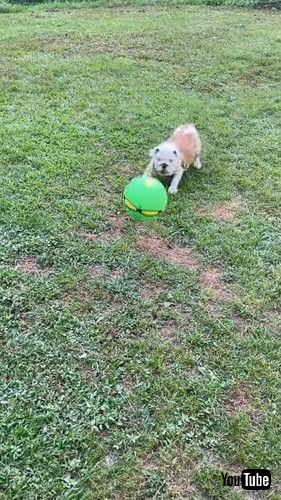 「Playful Dog Startled By Spontaneous Ball Transformation || ViralHog」
