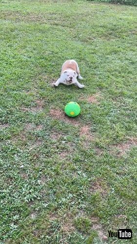 「Playful Dog Startled By Spontaneous Ball Transformation || ViralHog」