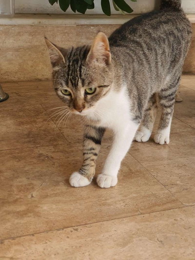 ホワイトソックス