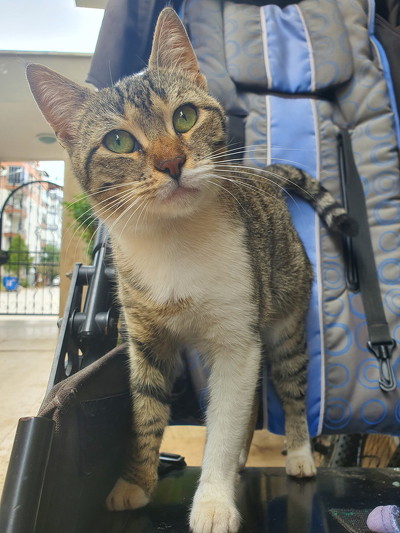 ホワイトソックス