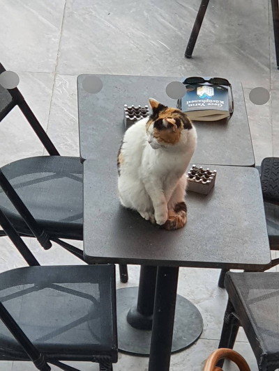 テーブルにいる猫