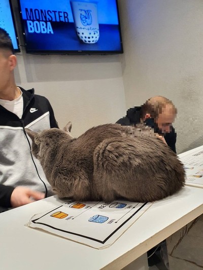 注文カウンターにいる猫