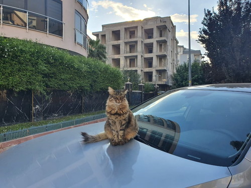 車の上の猫