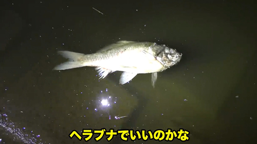 川で見つけた謎の生物