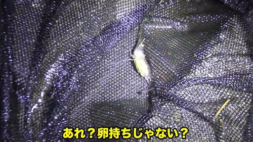 川で見つけた謎の生物