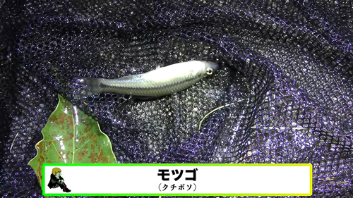 川で見つけた謎の生物