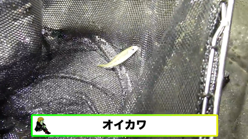 川で見つけた謎の生物