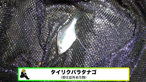 川で見つけた謎の生物