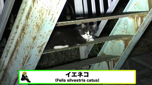 川で見つけた謎の生物