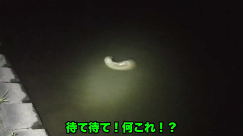 川で見つけた謎の生物