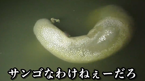川で見つけた謎の生物