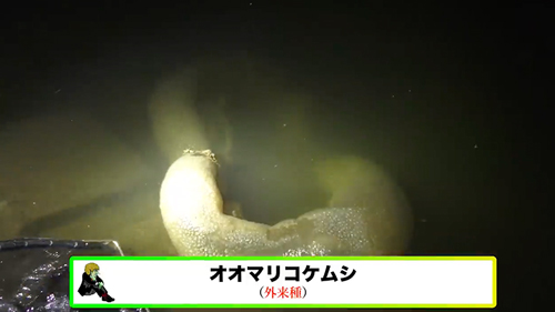 川で見つけた謎の生物