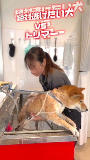 シンクから出ようとする犬