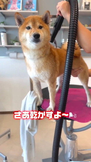 ブロワーされる犬