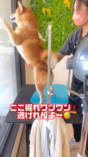 逃げようとする犬
