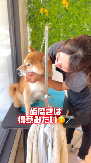 歯を磨かれる犬