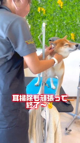 耳を拭かれる犬
