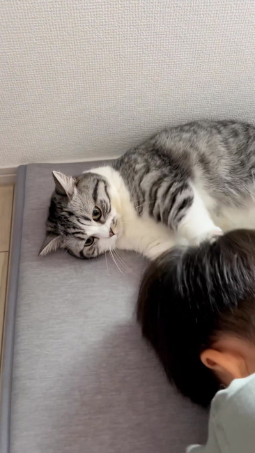 頭をなでる猫