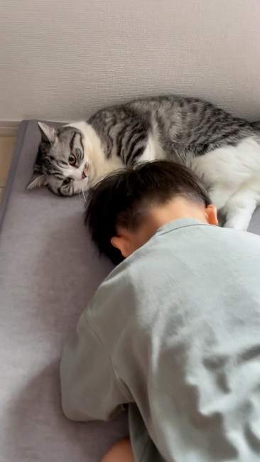 頭をなでる猫ひき