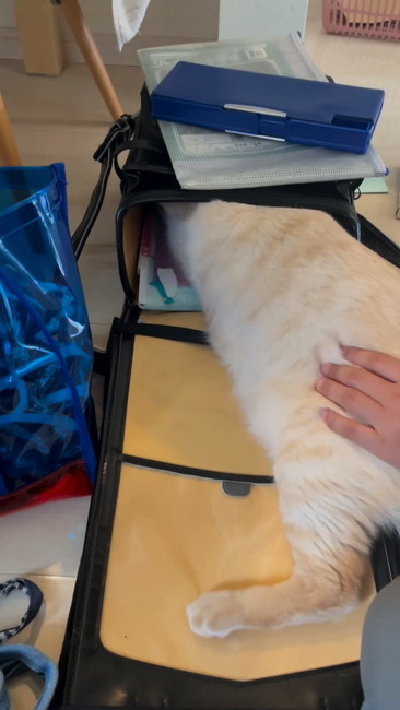 ランドセル入った