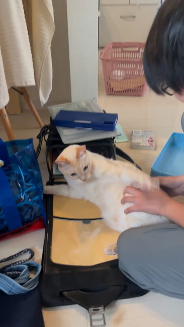 猫パンチ
