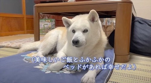 家族とあいちゃんの大切な思い出