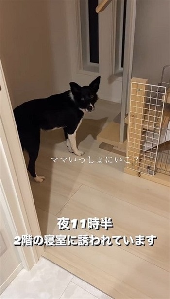 ママと寝室に行きたいワンコ