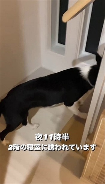 階段にいるワンコ