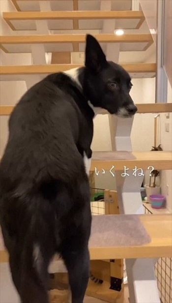 振り向くワンコ