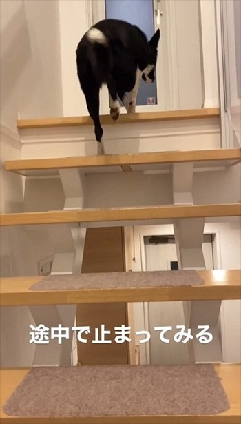 途中で止まるママとワンコ